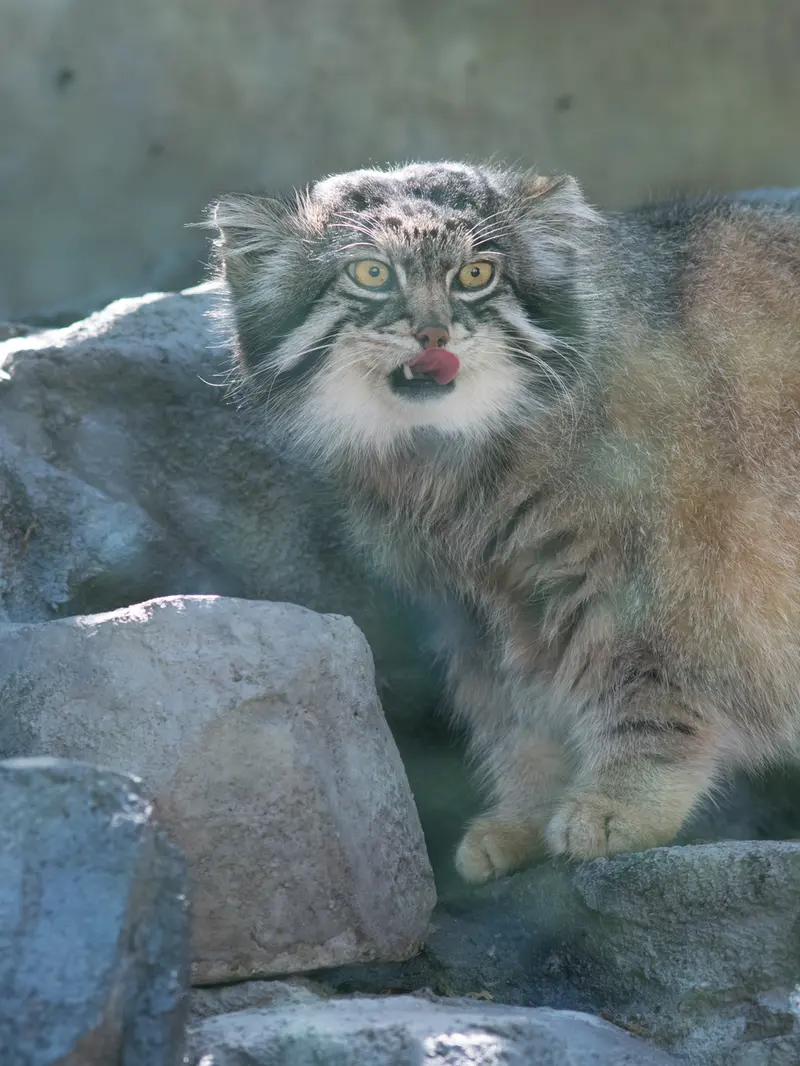 旭山動物園のグルーシャの写真