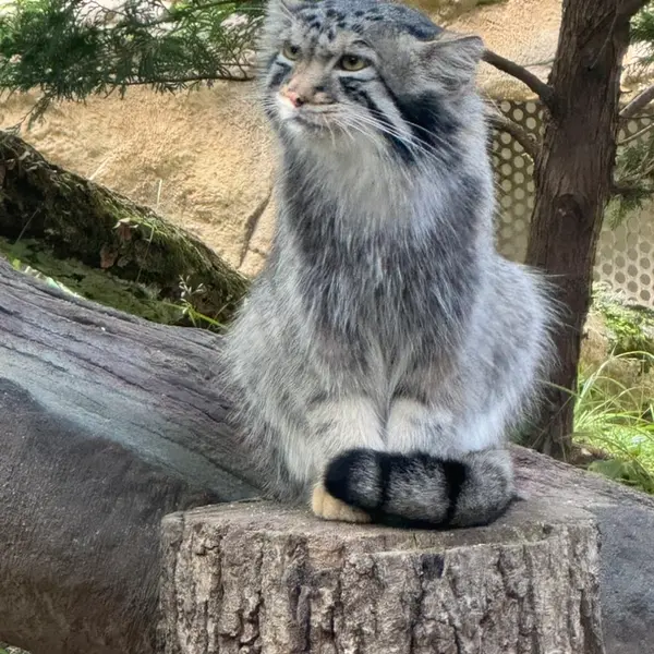那須どうぶつ王国のナゴムの写真