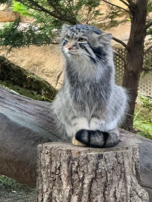 那須どうぶつ王国のナゴムの写真