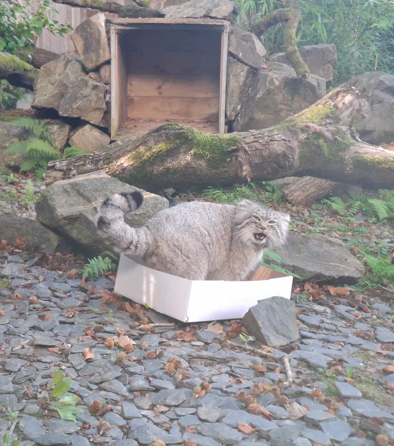 トレゴムール動物園のアルタイの写真