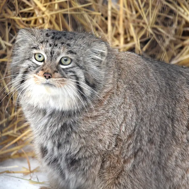 ノヴォシビルスク動物園のシェブの写真