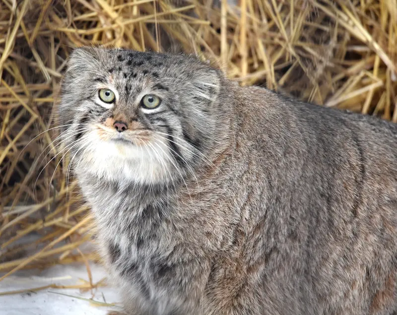 ノヴォシビルスク動物園のシェブの写真