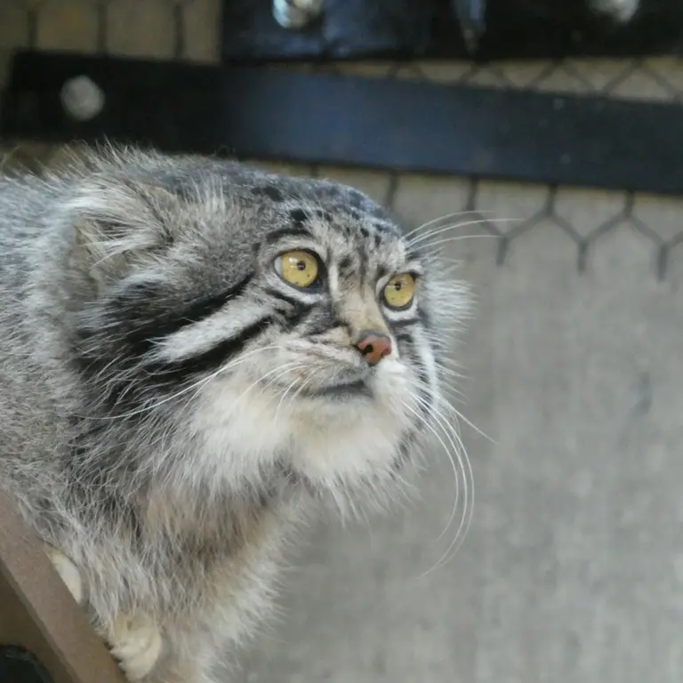 旭山動物園のグルーシャの写真