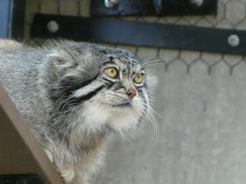 旭山動物園のグルーシャの写真