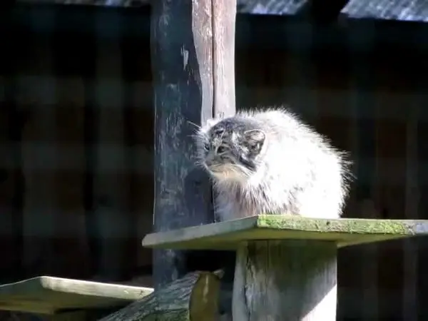 ゲルリッツ動物園のハミの動画