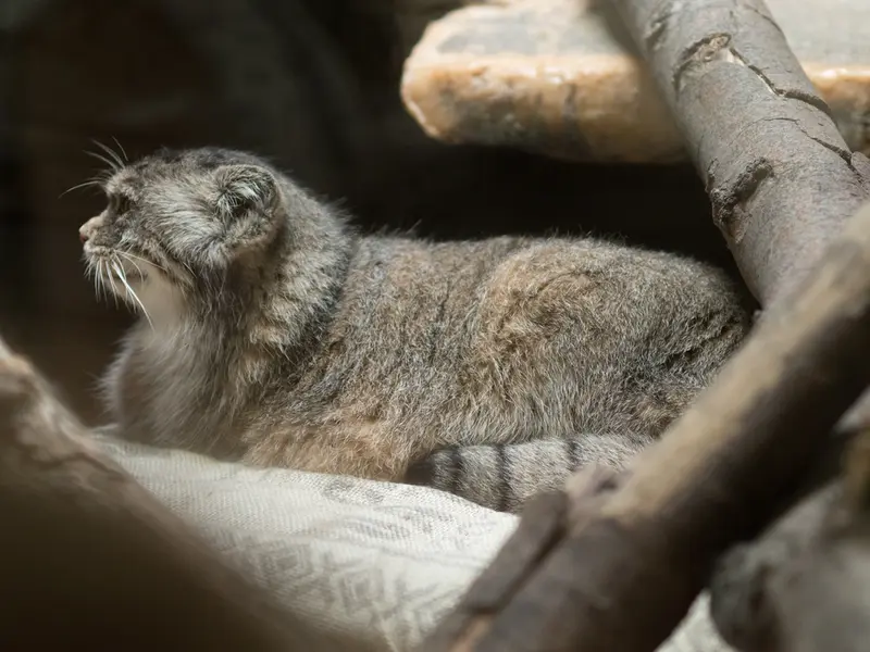 恩賜上野動物園のプリームラの写真