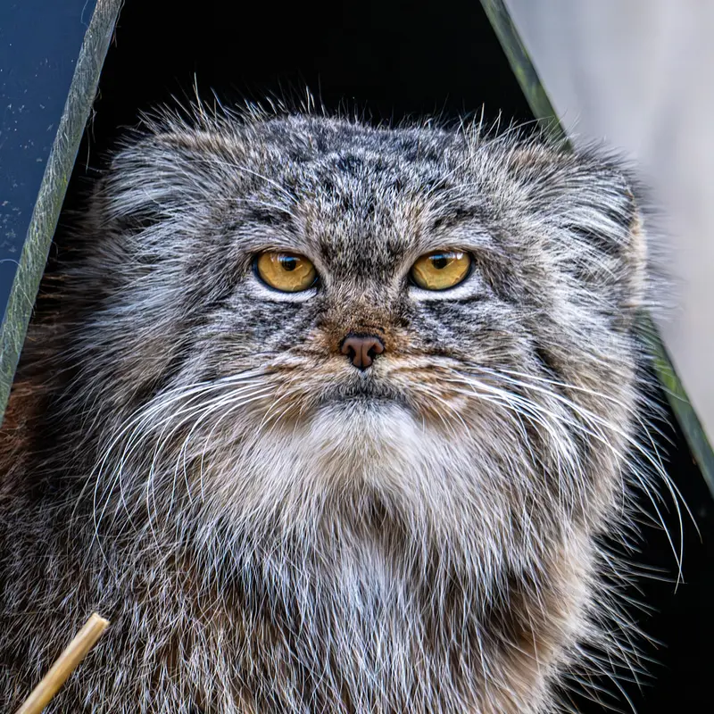 トレゴムール動物園のマヌルネコのイウォーク