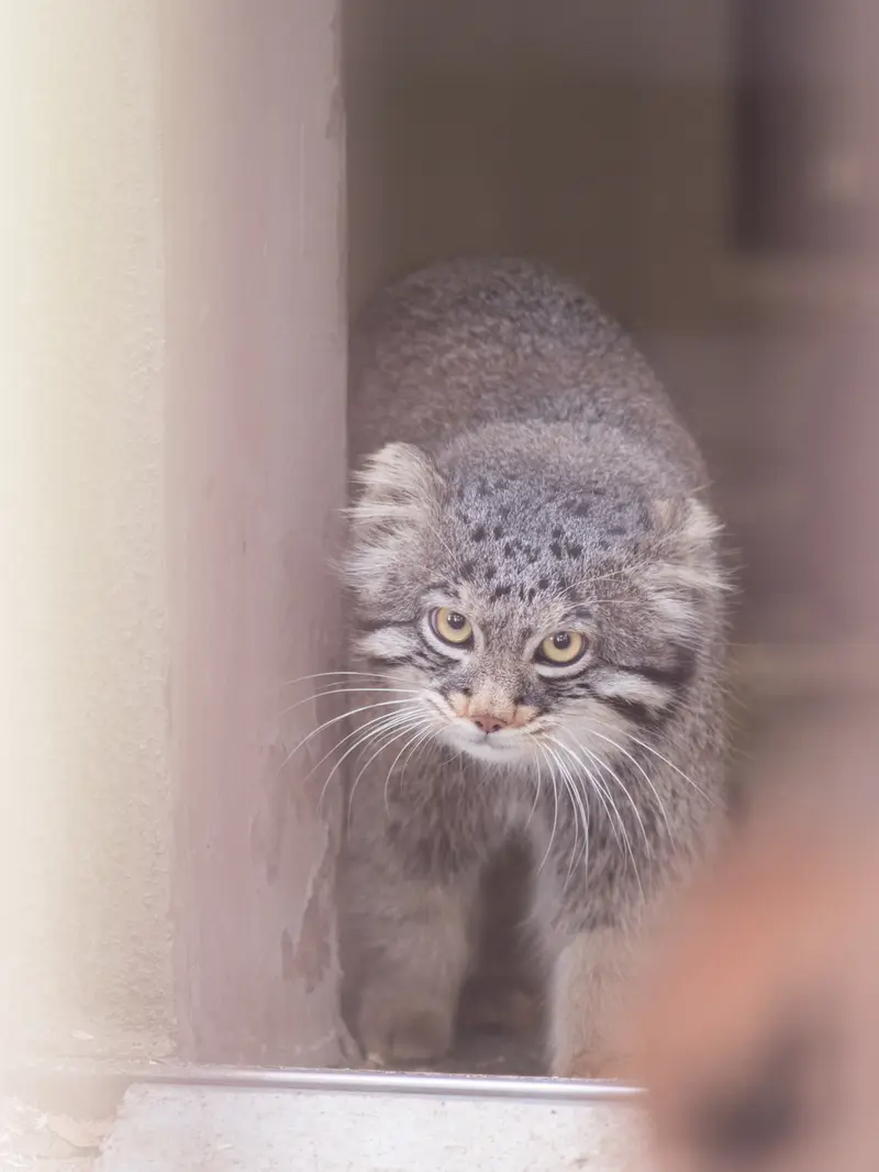野毛山動物園のフィーガの写真