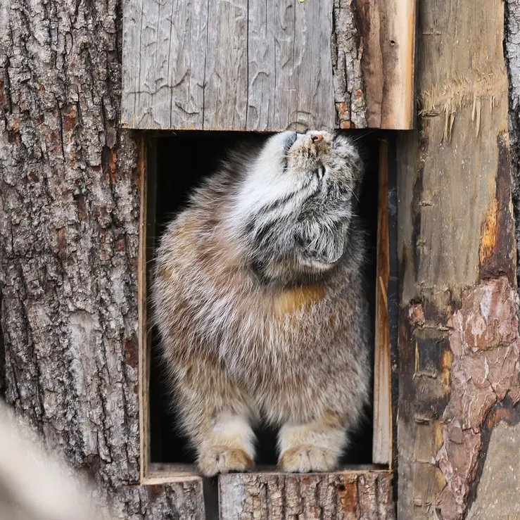 レッドリバー動物園のカイの写真