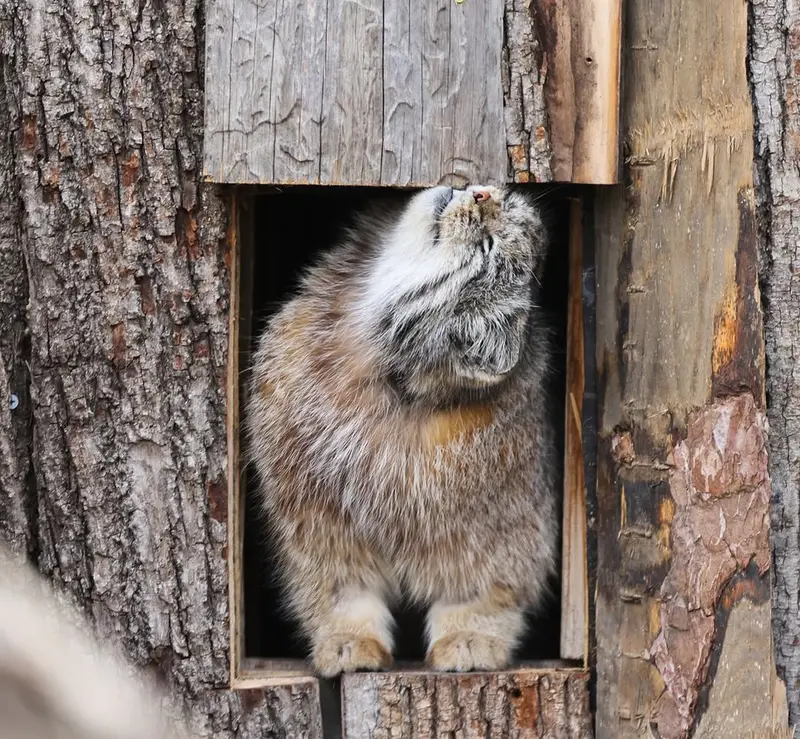 レッドリバー動物園のカイの写真