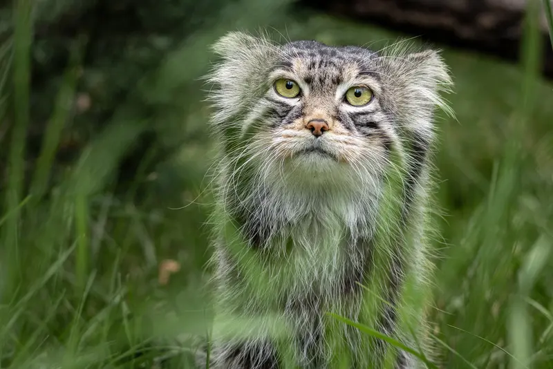 モスクワ動物園のティモフェイの写真