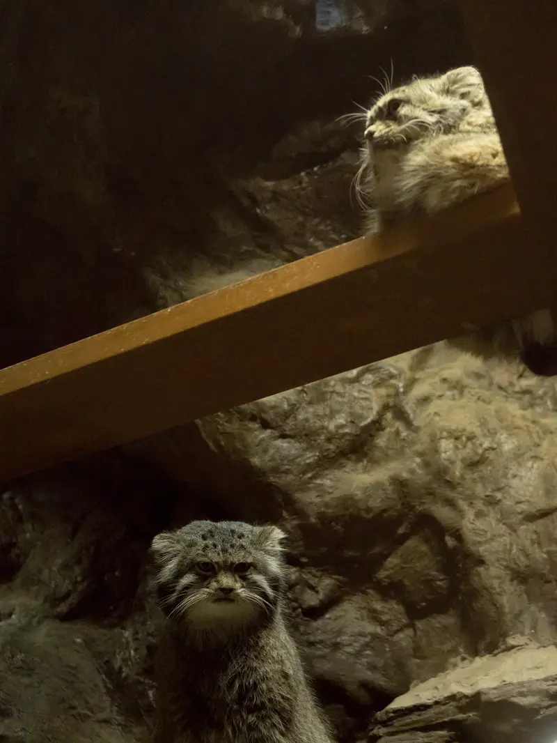 恩賜上野動物園のプリームラとクリョンの写真