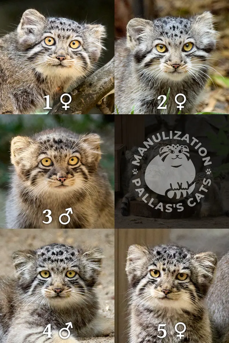 ノヴォシビルスク動物園のイヴの子(2026年生まれ)Ⅰ、イヴの子(2026年生まれ)Ⅱ、イヴの子(2026年生まれ)Ⅲ、イヴの子(2026年生まれ)Ⅳとイヴの子(2026年生まれ)Ⅴの写真