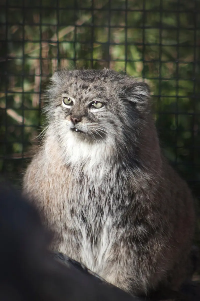 リー・リチャードソン動物園のデュードの写真