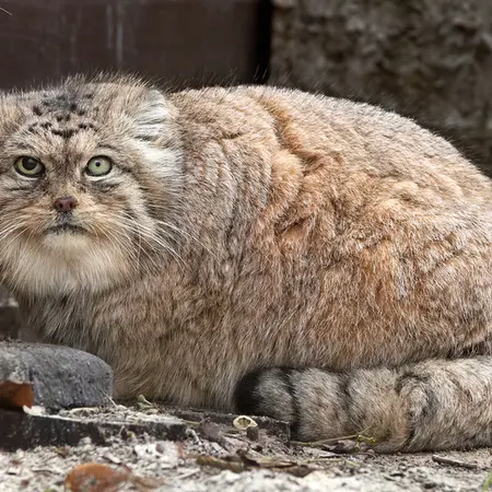 ポズナン新動物園のボリスの写真