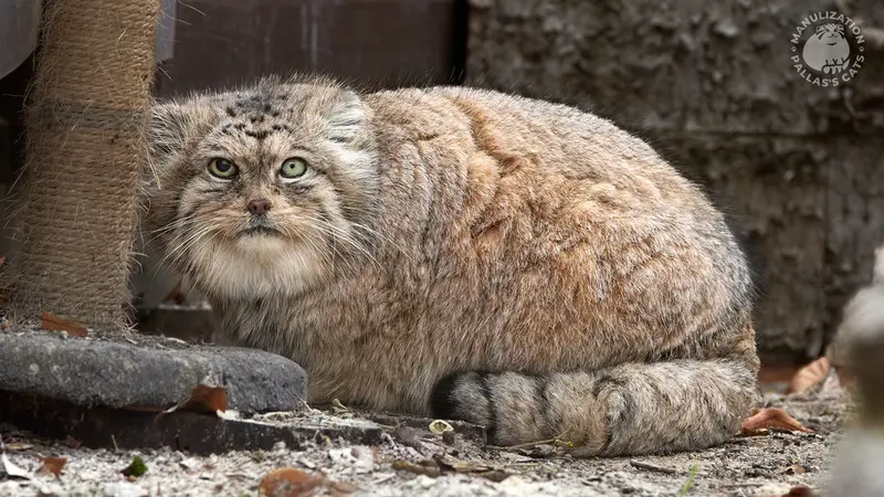 ポズナン新動物園のボリスの写真
