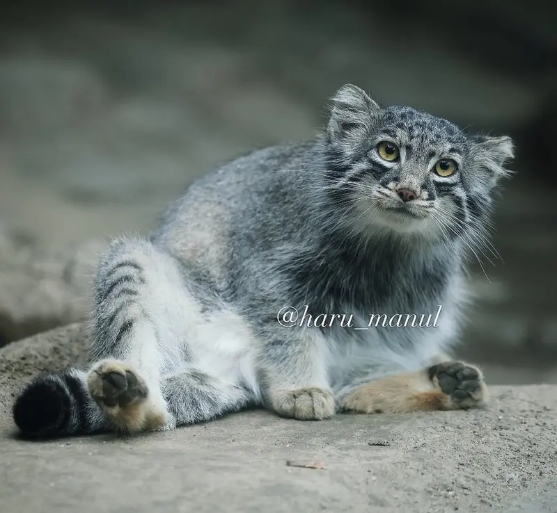 神戸どうぶつ王国のメイの写真