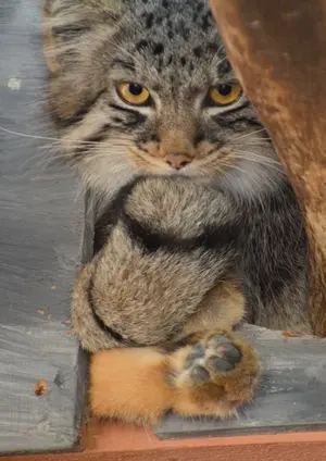 埼玉県こども動物自然公園のグルーシャの写真
