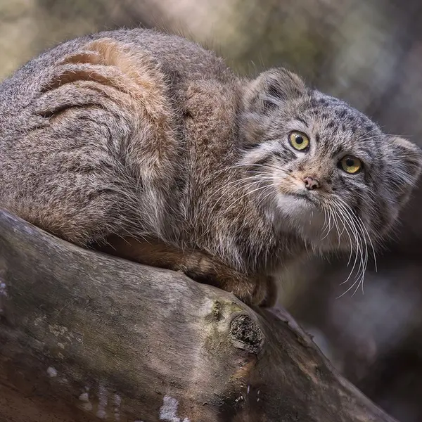 ノヴォシビルスク動物園のビヤの写真