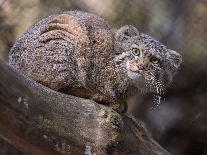 ノヴォシビルスク動物園のビヤの写真