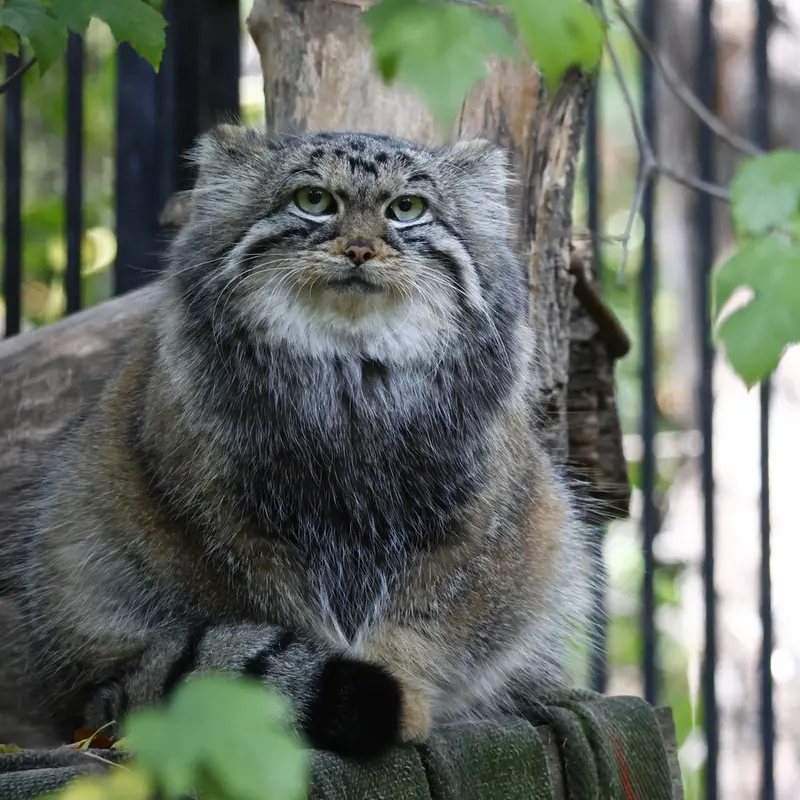 ノヴォシビルスク動物園のアーニャの写真
