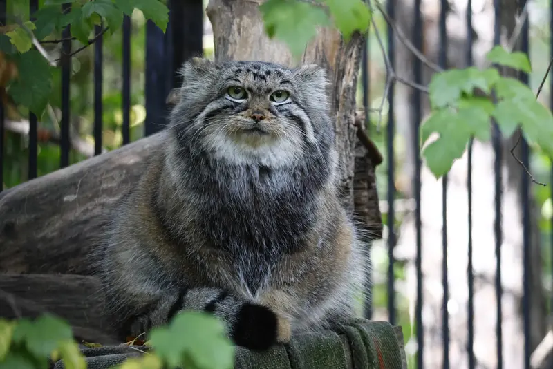 ノヴォシビルスク動物園のアーニャの写真