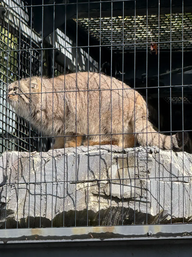 旭山動物園のヒデの写真