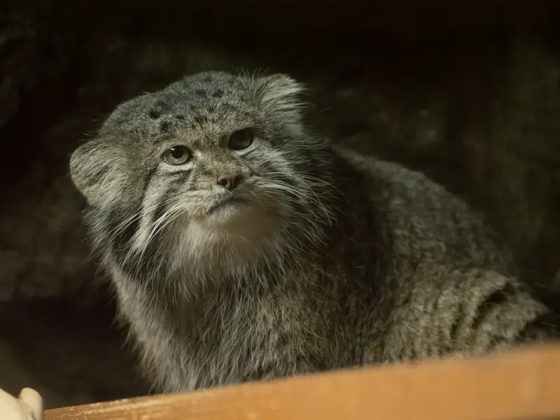 恩賜上野動物園のクリョンの写真