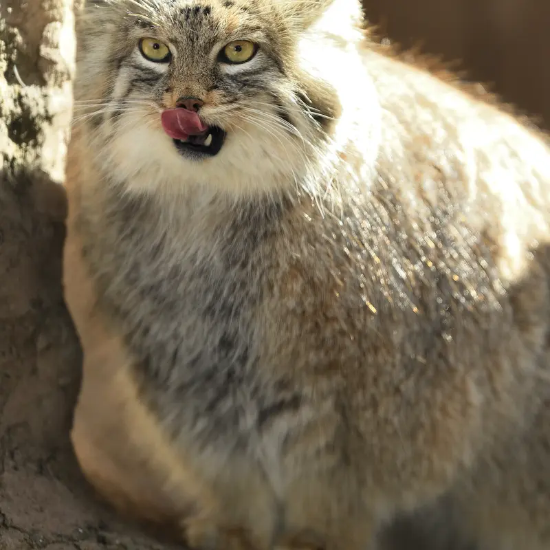 埼玉県こども動物自然公園のオリーヴァの写真