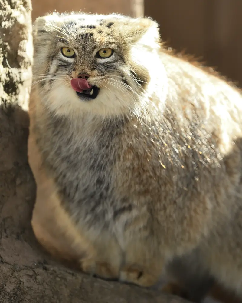 埼玉県こども動物自然公園のオリーヴァの写真