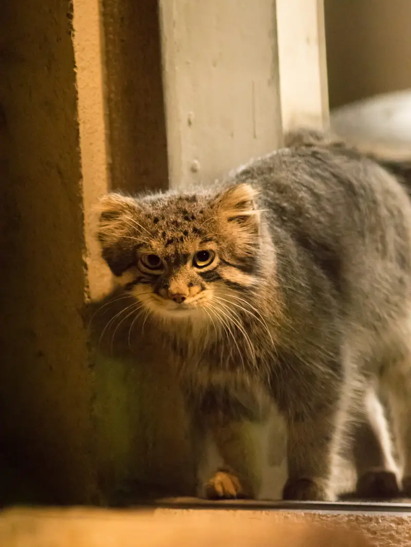 野毛山動物園のフィーガの写真
