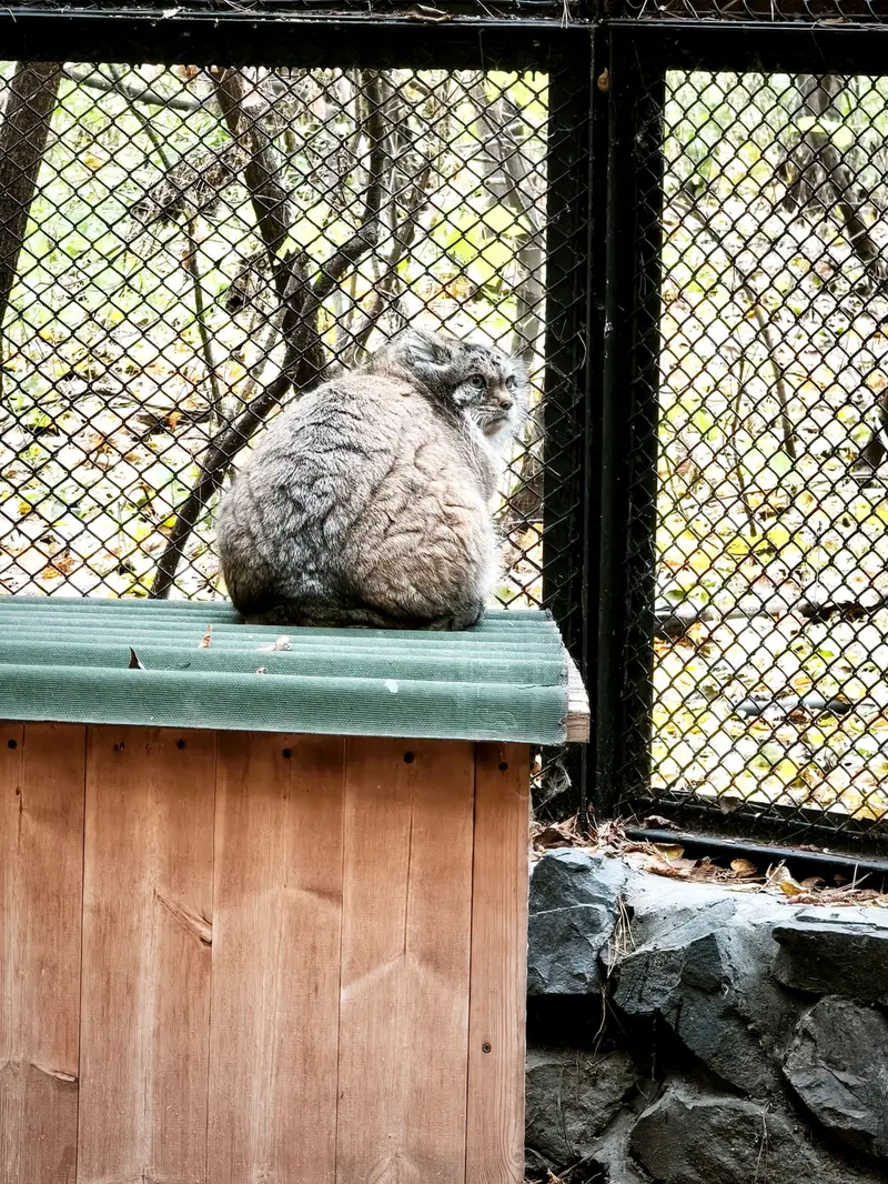 ノヴォシビルスク動物園のラストチカの写真