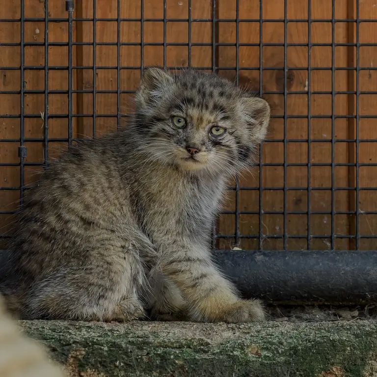ブルノ動物園のマヌルネコの写真