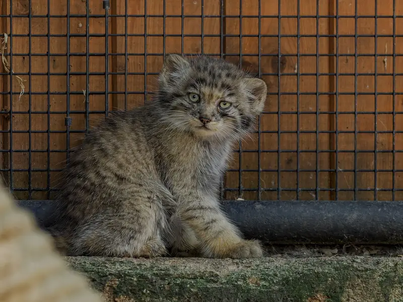ブルノ動物園のマヌルネコの写真