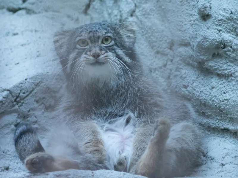 野毛山動物園のフィーガの写真