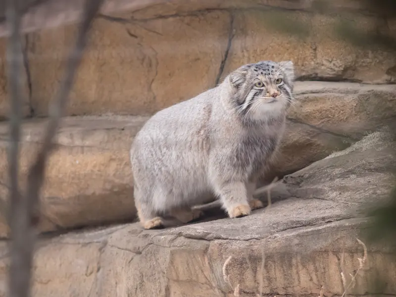 那須どうぶつ王国のナゴムの写真