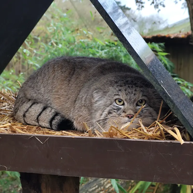 トレゴムール動物園のアルタイの写真