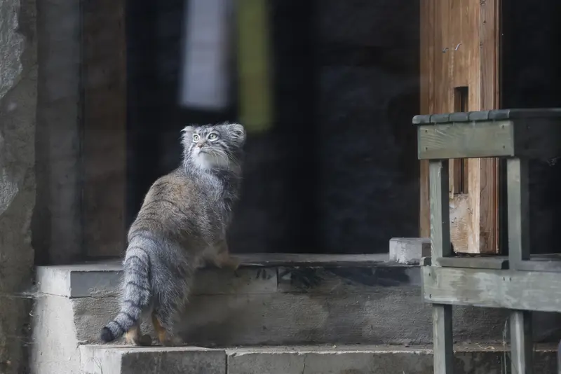 モスクワ動物園のティモフェイの写真