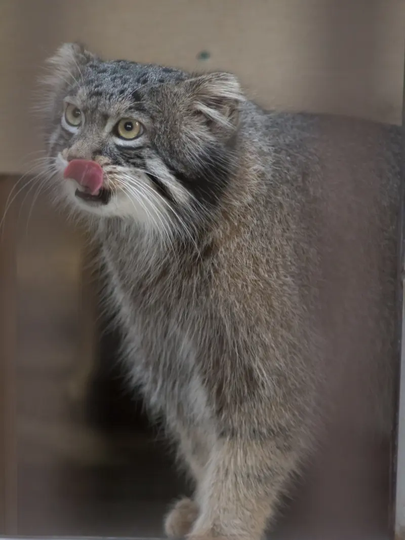 野毛山動物園のフィーガの写真