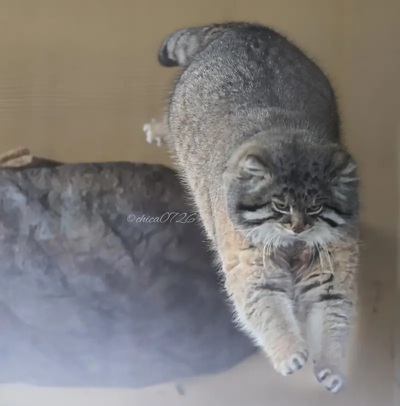 マヌルネコの写真