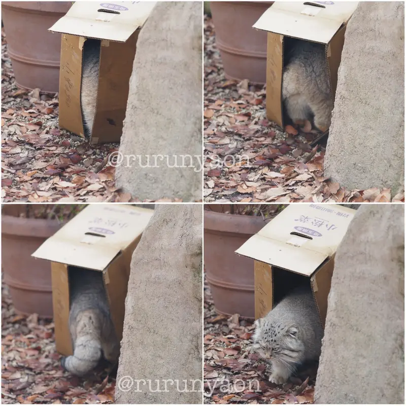 埼玉県こども動物自然公園のオリーヴァの写真