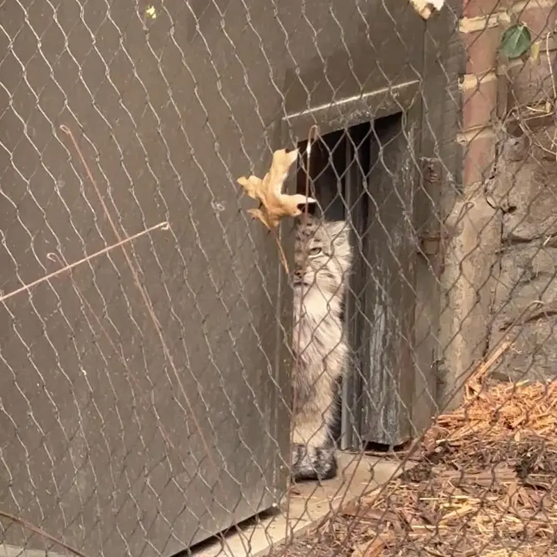 プロスペクト・パーク動物園のマヌルネコの写真