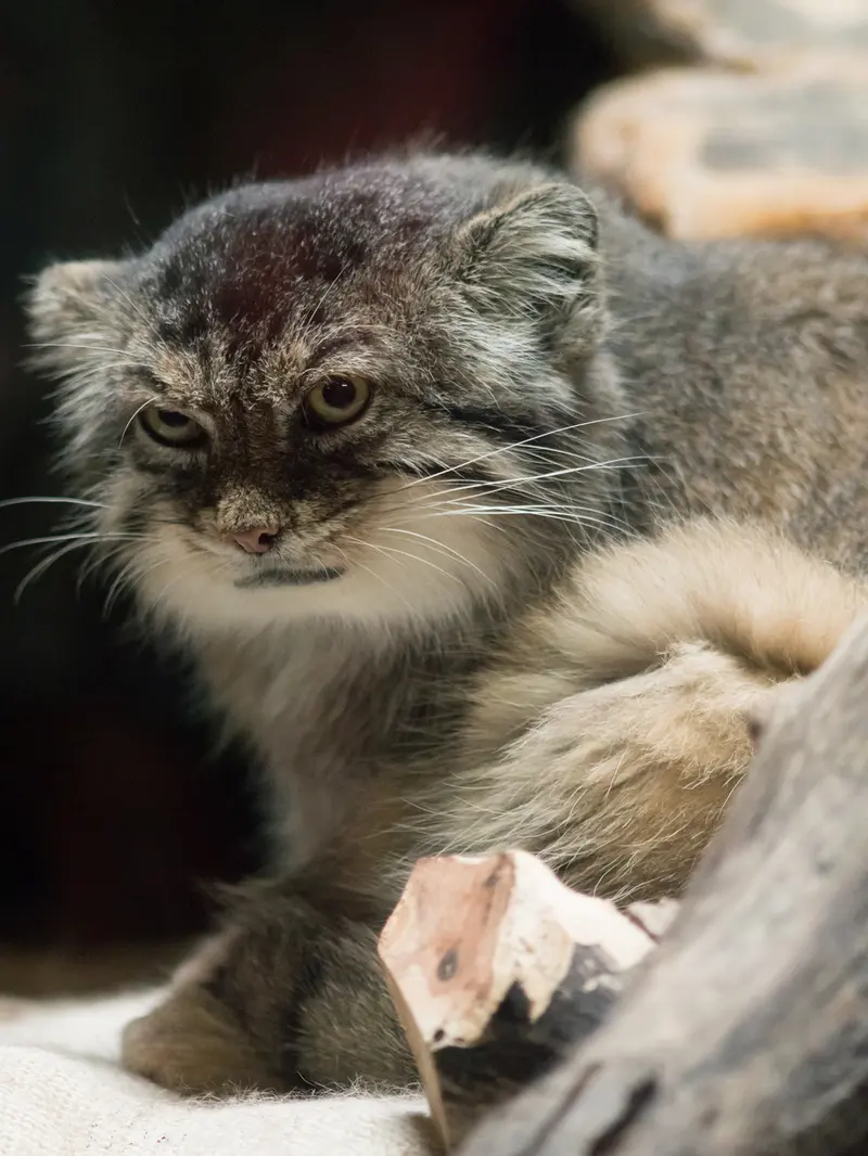 恩賜上野動物園のプリームラの写真