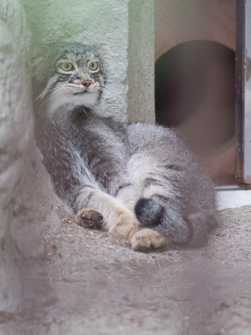 野毛山動物園のフィーガの写真