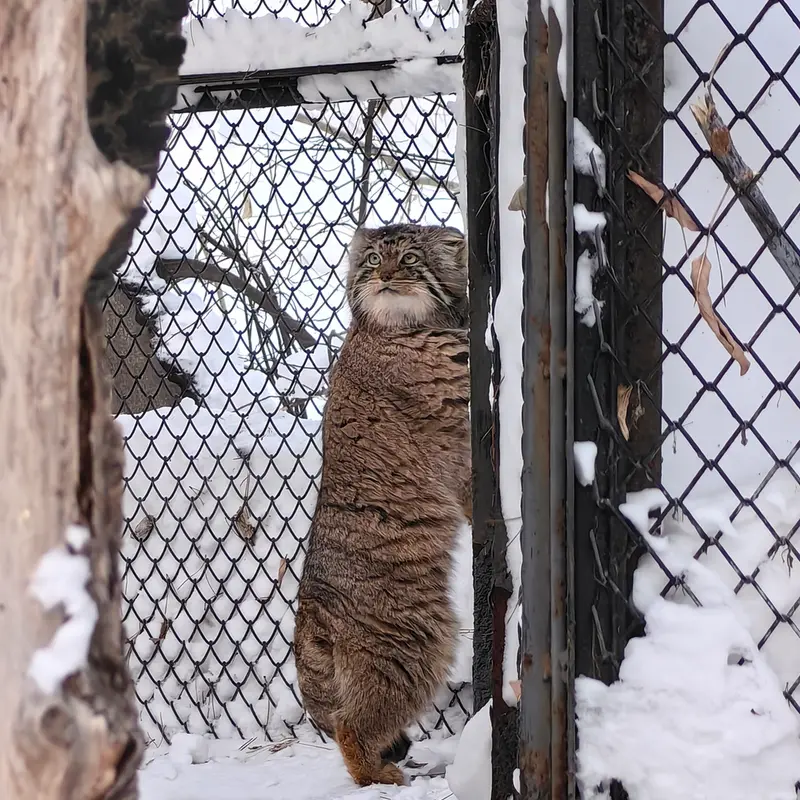 ノヴォシビルスク動物園のアチの写真