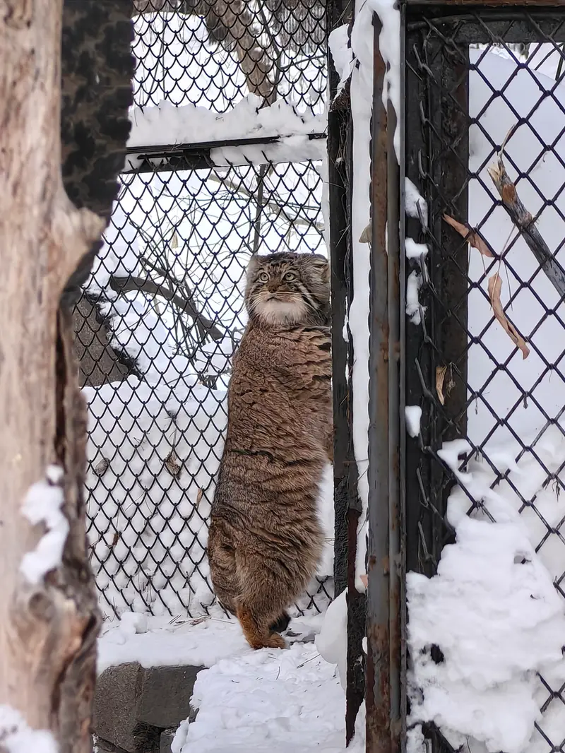 ノヴォシビルスク動物園のアチの写真