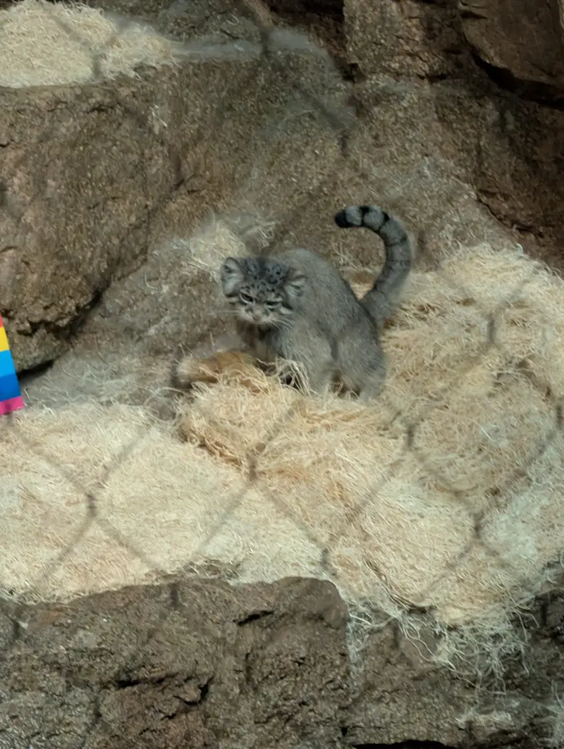 ブルックフィールド動物園シカゴのルビーの写真