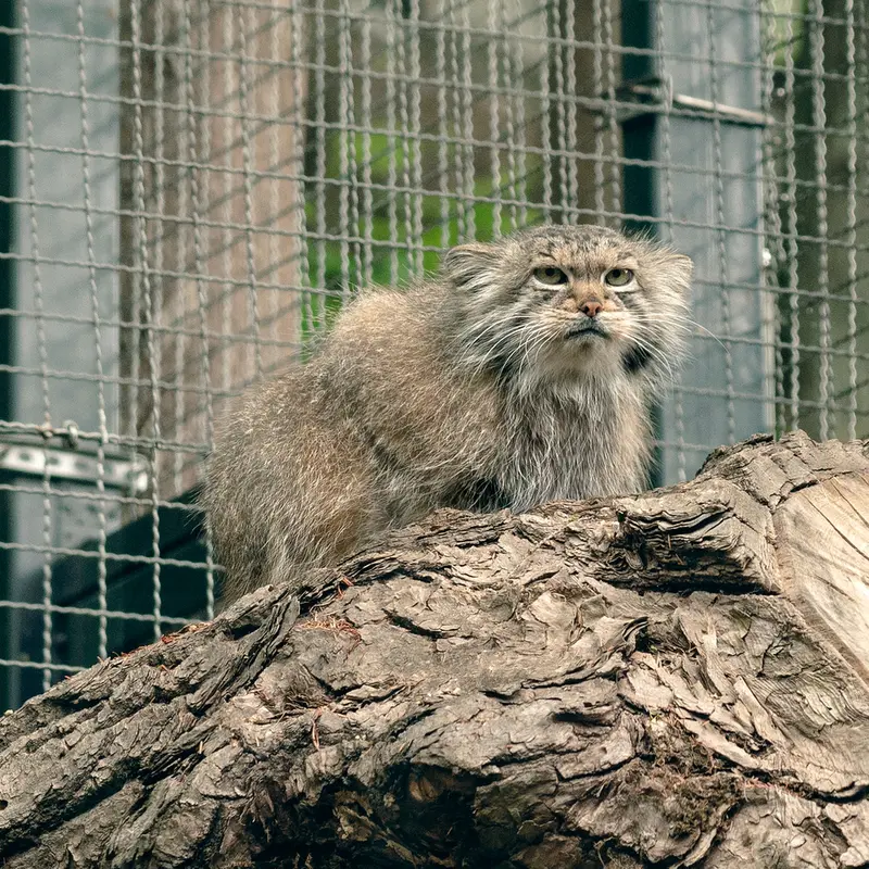 リトアニア動物園のメリッサの写真