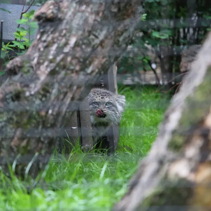 ワルシャワ動物園のジェシーの写真