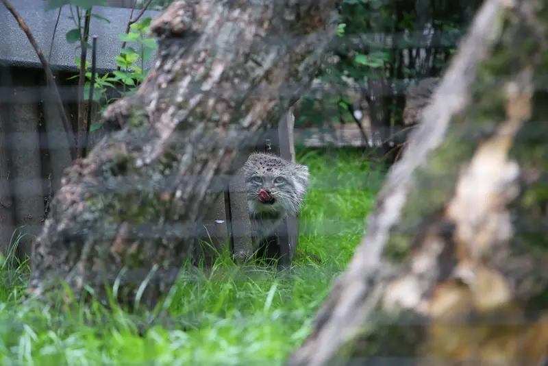 ワルシャワ動物園のジェシーの写真